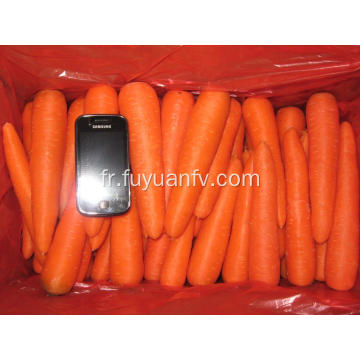 carotte sucrée taille SML